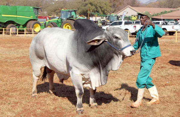 White Brahman bull lead by handler photo — Stok fotoğraf