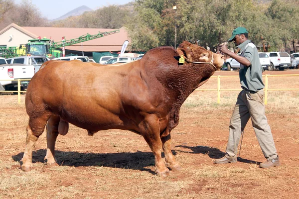 Uncooperative Dexter bull being lead in arena by handler. — Stock Photo, Image