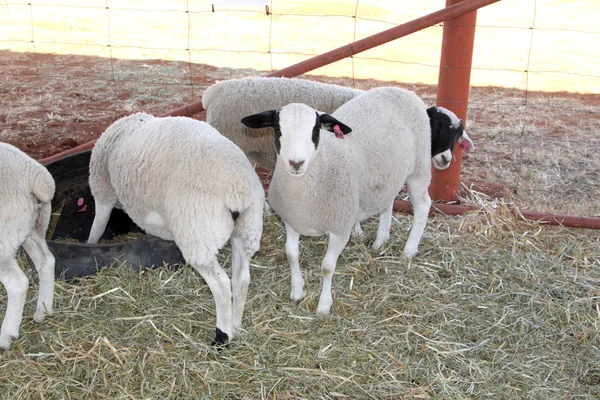 Healthy white and black Dorper sheep in kennel. — Stok fotoğraf
