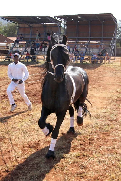 Handler lasciando bella nero frisone cavallo galoppo . — Foto Stock