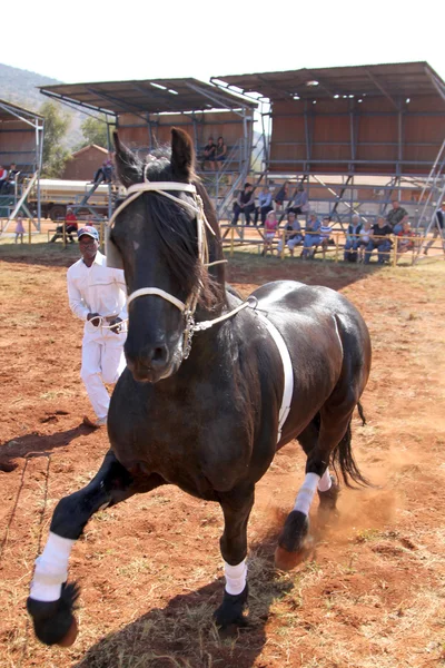 素敵な黒いフリージアン馬ギャロップをさせるハンドラー. — ストック写真