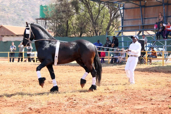 Manipulador dejando encantador negro caballo frisón galope . —  Fotos de Stock