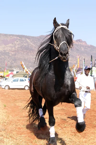 Handler låta vacker svart frisiska hästen galopp. — Stockfoto