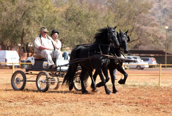 Beau galop noir chevaux frésiens tirant chariot . — Photo