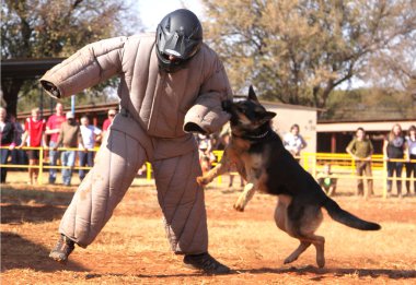 Polis Alsas köpek eğittim, sho içinde yastıklı aşağı almak çalışan adam