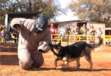 Polis Alsas köpek eğittim, sho içinde yastıklı aşağı almak çalışan adam
