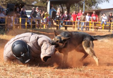 Polis Alsas köpek eğittim, sho içinde yastıklı aşağı almak çalışan adam