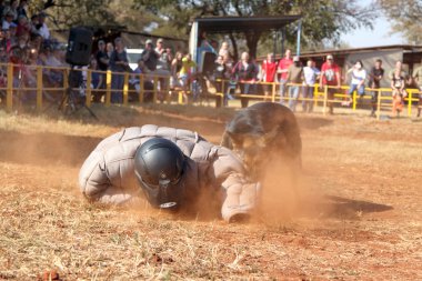 Polis Alsas köpek eğittim, sho içinde yastıklı aşağı almak çalışan adam