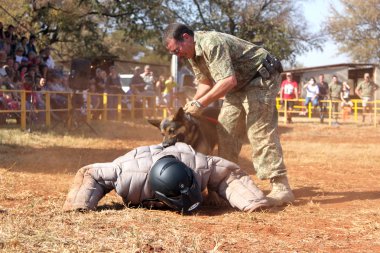 Polis Alsas köpek eğittim, sho içinde yastıklı aşağı almak çalışan adam