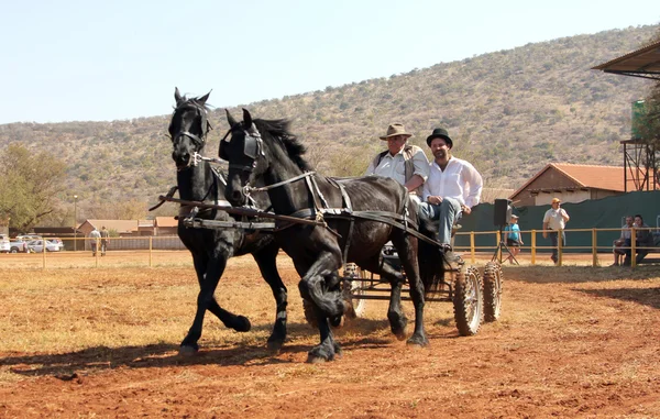 Bella galoppante nero frisone cavalli tirando carrello . — Foto Stock