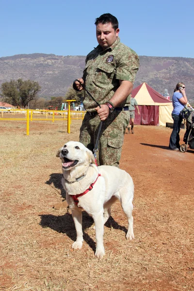 Ausgebildeter Spürhund Labrador, Drogen, Betäubungsmittel und Sprengstoff, — Stockfoto