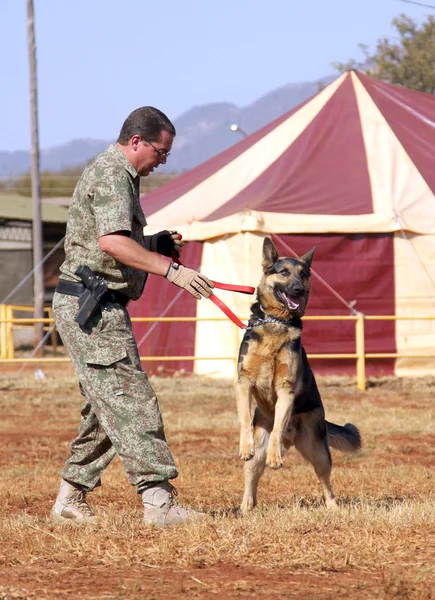 Ausgelernter elsässischer Hund mit Hundeführer wartet auf seine Freilassung — Stockfoto