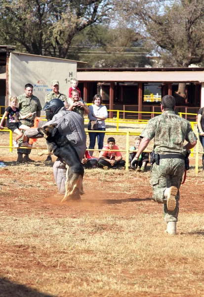 Polícia treinou cão da Alsácia, levar homem de corrida acolchoado para baixo em sho — Fotografia de Stock