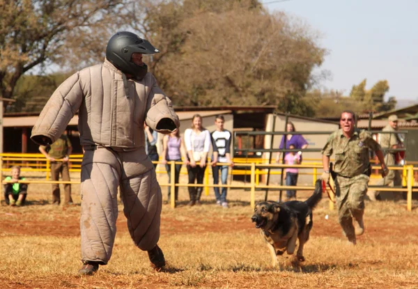 Polícia treinou cão da Alsácia, levar homem de corrida acolchoado para baixo em sho — Fotografia de Stock