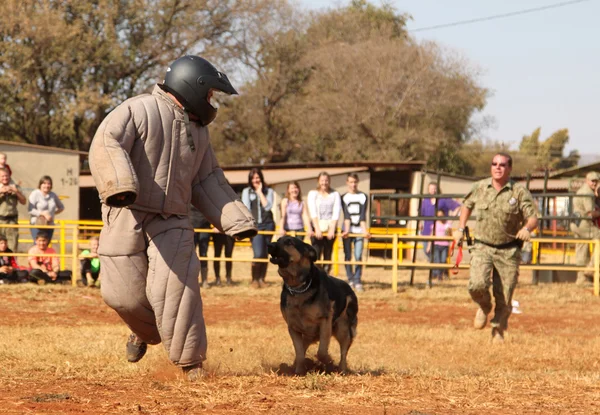 Polícia treinou cão da Alsácia, levar homem de corrida acolchoado para baixo em sho — Fotografia de Stock