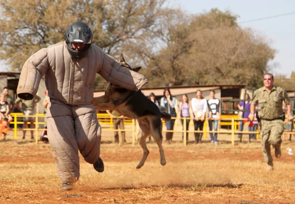 Polis Alsas köpek eğittim, sho içinde yastıklı aşağı almak çalışan adam — Stok fotoğraf