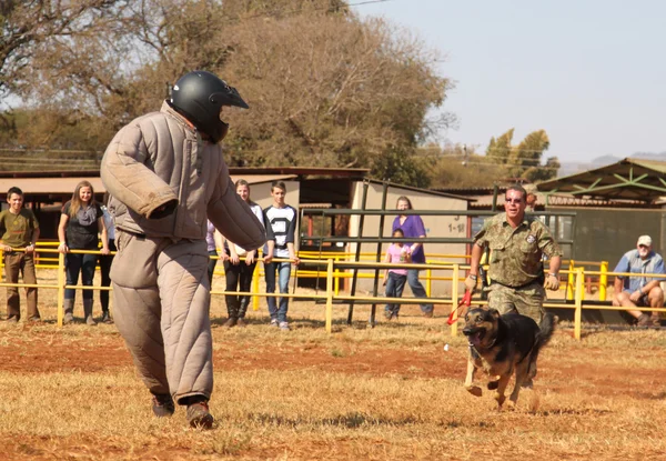 Polizia addestrato cane alsaziano, prendere imbottito running man giù a Sho — Foto Stock