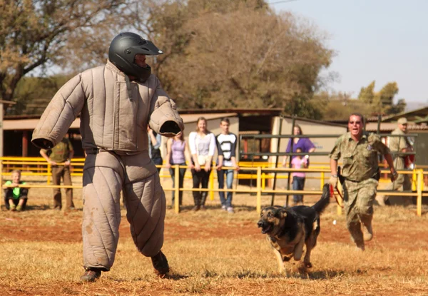 Policyjnych wyszkolonych psów Wilczur, weź wyściełane uciekinier dół w sho — Zdjęcie stockowe