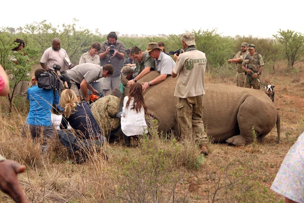 Dehorning started on large rhino after been darted and stabilize — Zdjęcie stockowe