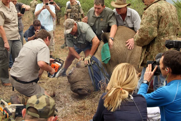 Finishing dehorning of large rhino after been darted — Stockfoto