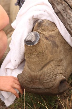 Rhino calfs face and horn remainer after been dehorned