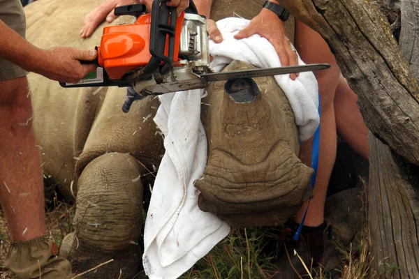 Finishing touches to dehorning of rhino calf — Zdjęcie stockowe