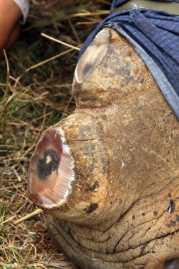 Close-up picture of dehorned face of rhino.