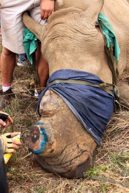 Antiseptic spray used  on horn remainder of dehorned rhino