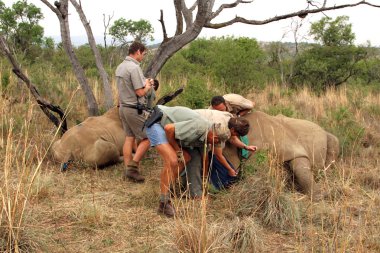Mother and calf rhino been wakened with injection after dehornin