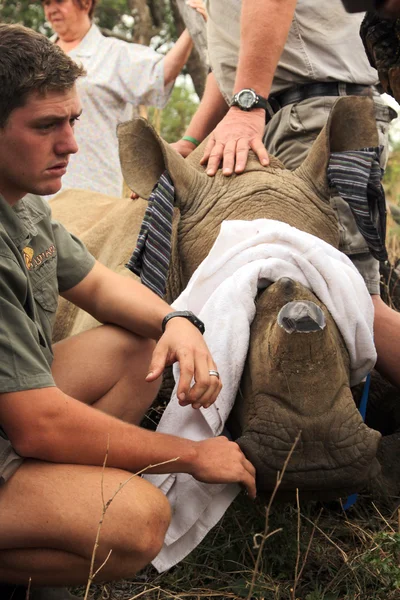 Ranger with rhino calf after been dehorned — ストック写真