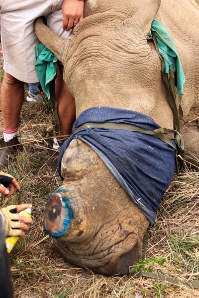 Antiseptic spray used  on horn remainder of dehorned rhino — Zdjęcie stockowe