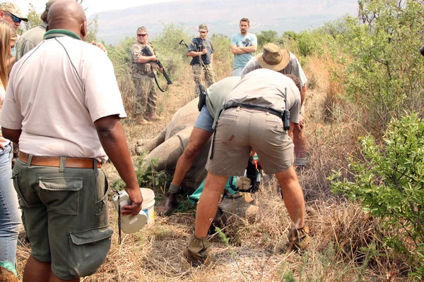 Dehorning started under close armed protection of Anti Poaching — ストック写真