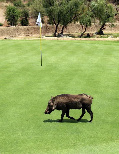 Uninvited participant at Gary Player Charity Invitational Golf T — Zdjęcie stockowe