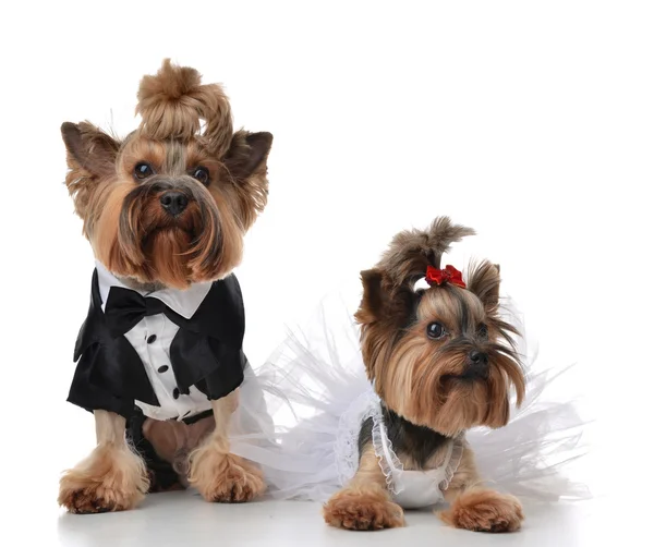 Yorkshire Terriers vestida para o casamento como vassoura e noiva s — Fotografia de Stock