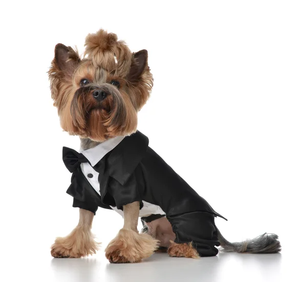 Yorkshire terrier dog verkleidet sich für die hochzeit wie besen sitzen — Stockfoto