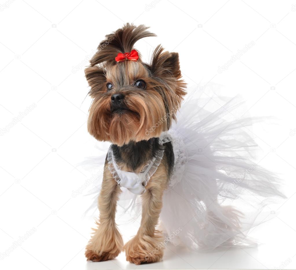 yorkie dressed up