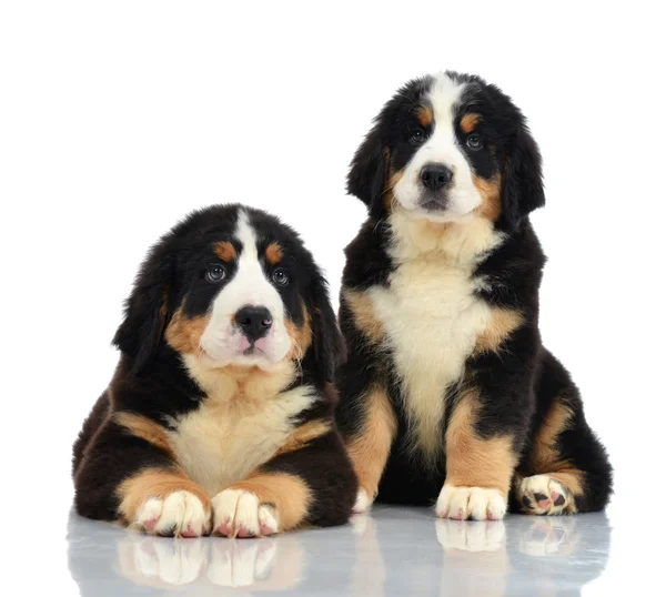 Två söta Berner Sennenhund eller Bernese Mountain valpar sitter — Stockfoto