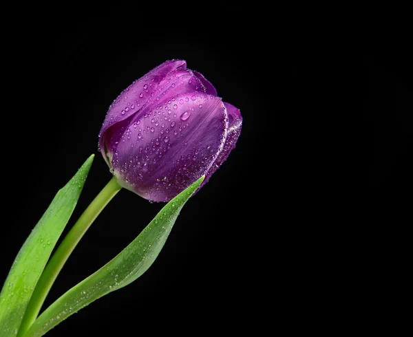 Flor tulipa roxa escura com gotas de água em um fundo preto — Fotografia de Stock
