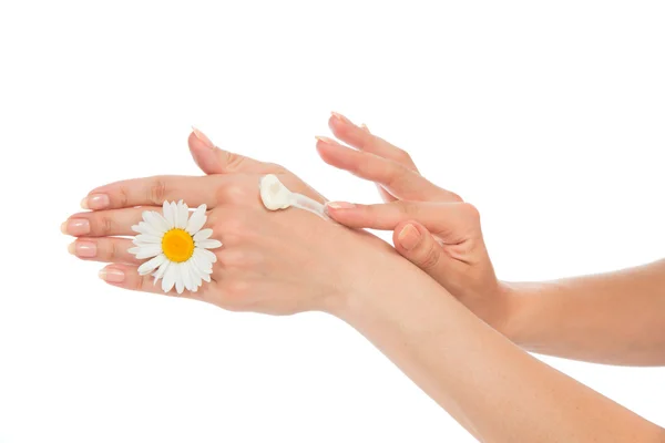 Beautiful woman french manicured hands with fresh chamomile dais — Stock Photo, Image