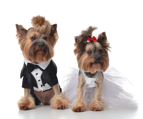 Yorkshire Terrier süpürge ve gelin s gibi düğün için giyinmiş