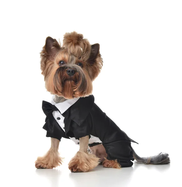 Yorkshire Terrier cão vestido para o casamento como vassoura sentado — Fotografia de Stock