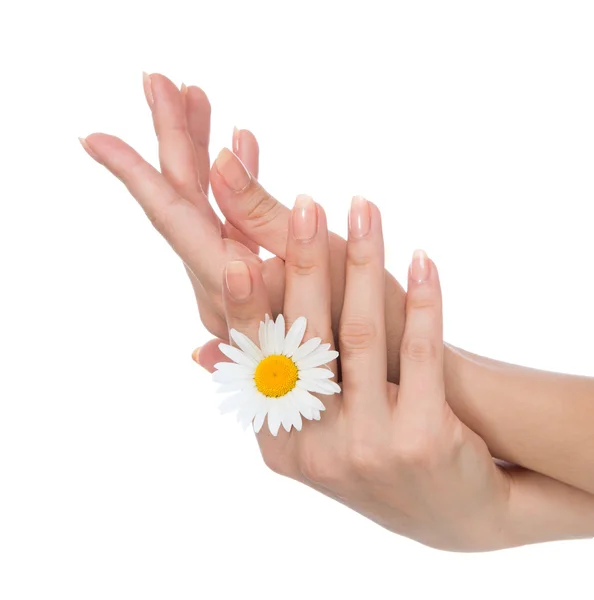 Woman hands french manicure with camomile flower — Stock Photo, Image