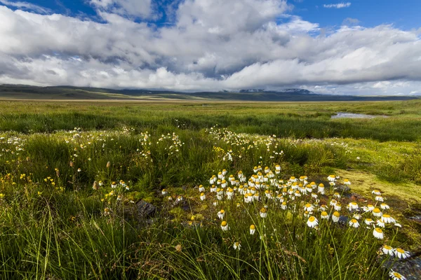 Picturesque landscape with a blossoming valley and mountains.