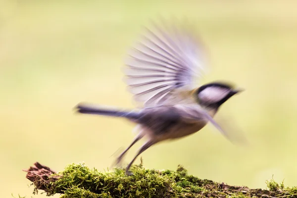 Titmouse egy természetes, a vad. — Stock Fotó