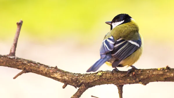 Titmouse is a natural in the wild. — Stock Photo, Image