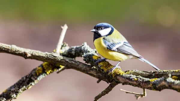 Titmouse est un naturel dans la nature . — Photo