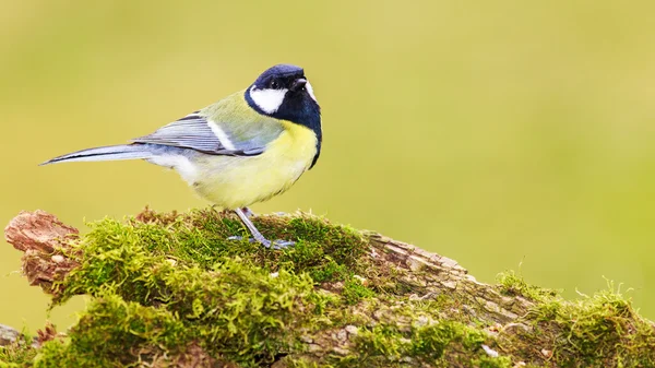 Titmouse est un naturel dans la nature . — Photo