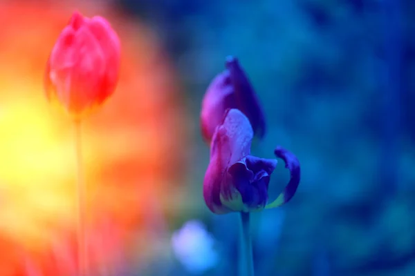 Flores rojas tulipanes — Foto de Stock