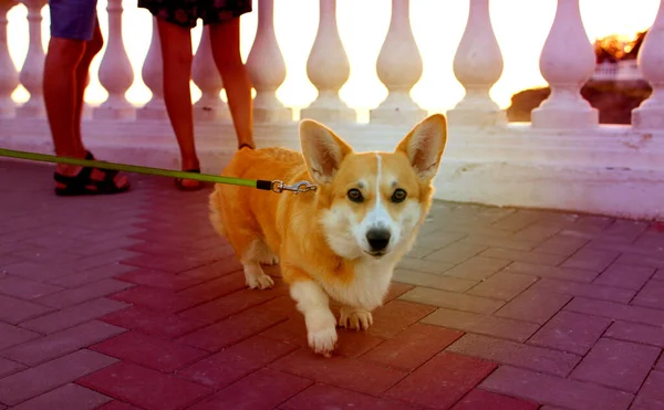 Hermoso perro rojo y blanco sentado en la playa en terraplén — Foto de Stock