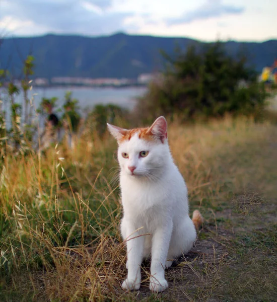 Bonito gato vermelho e branco sentado na praia contra — Fotografia de Stock